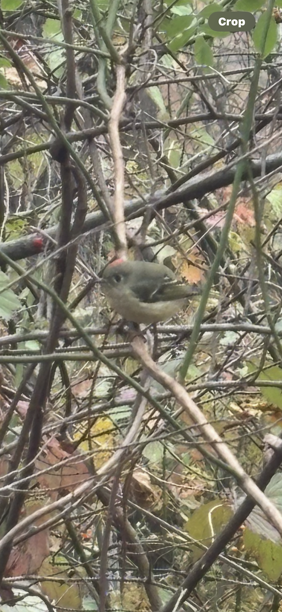 Ruby-crowned Kinglet - ML644001095