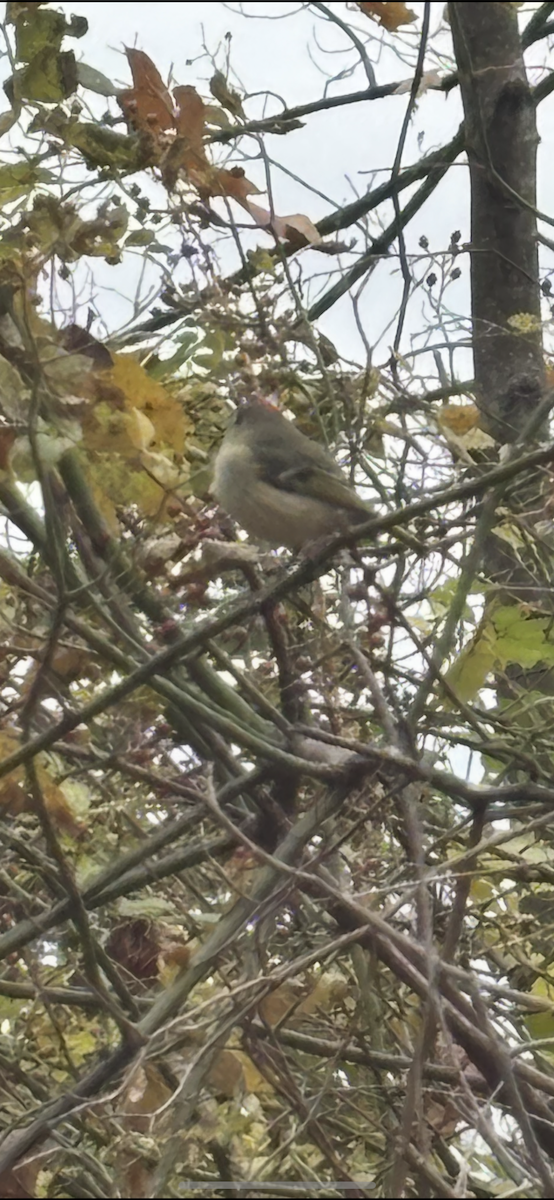 Ruby-crowned Kinglet - ML644001096