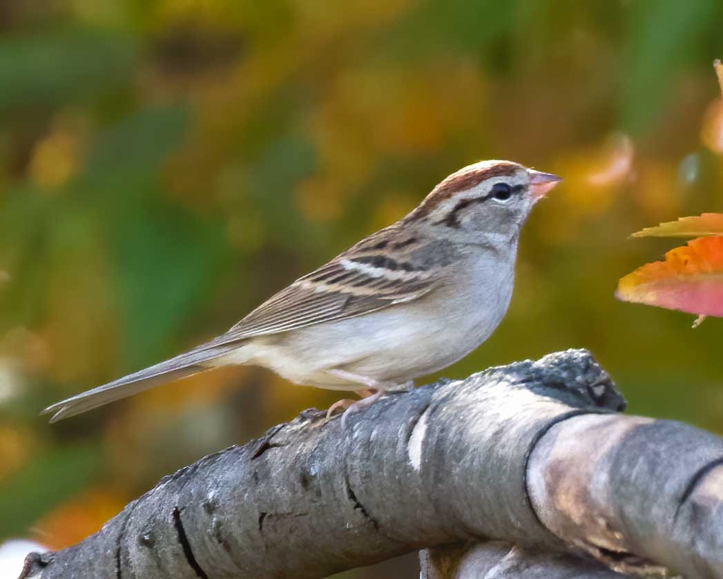 Chipping Sparrow - ML644001116