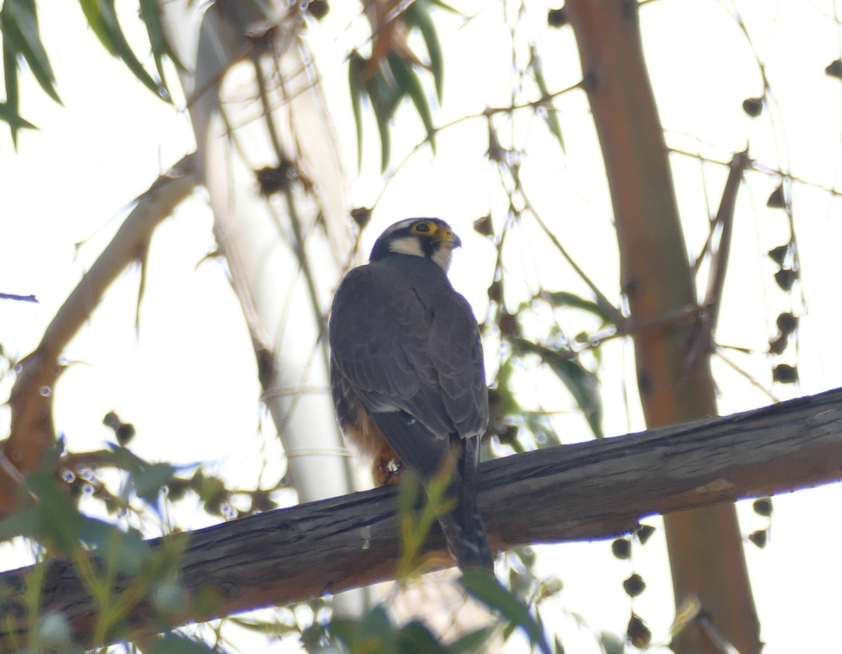 Aplomado Falcon - ML644001140