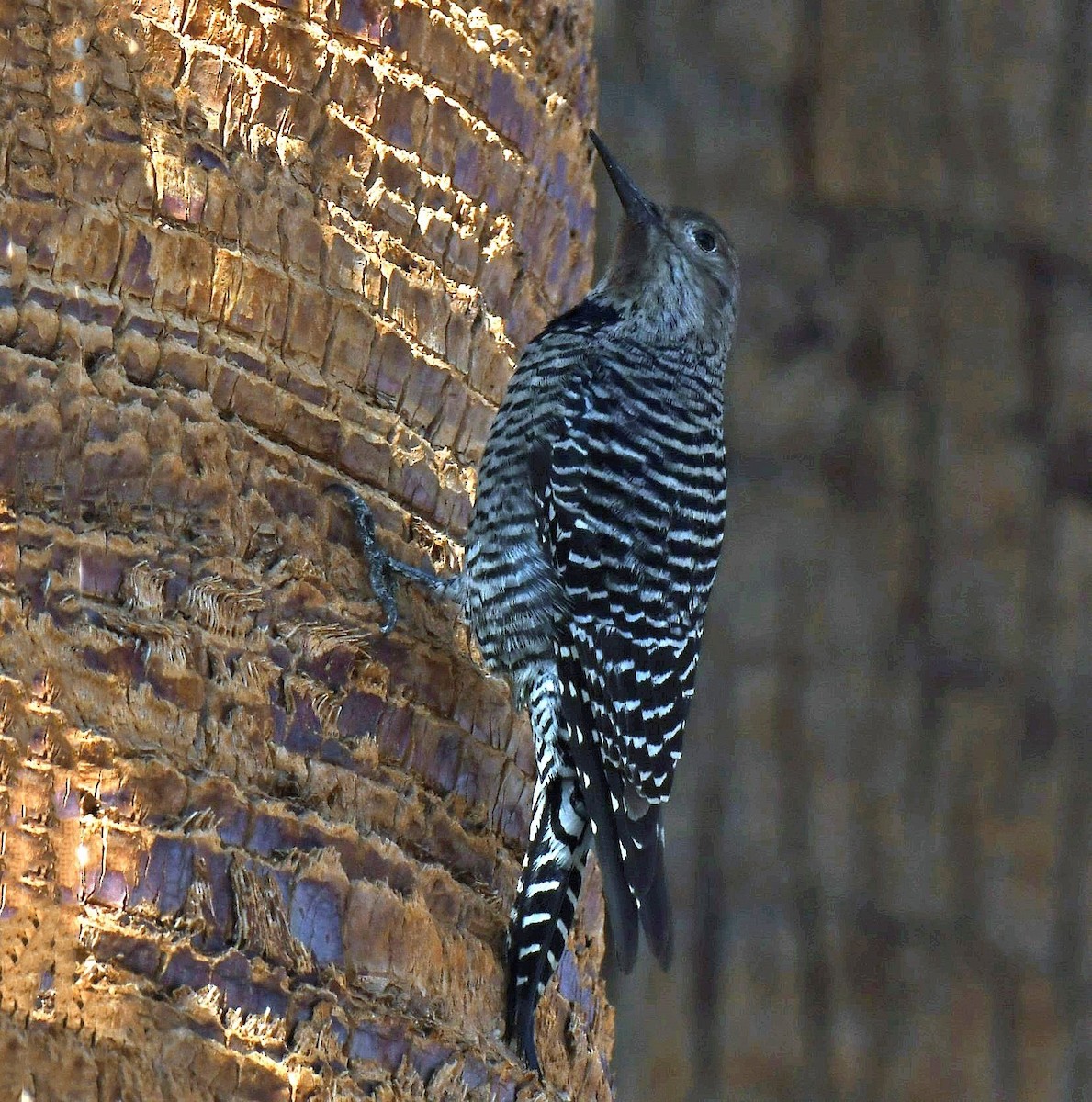 Williamson's Sapsucker - ML644001142