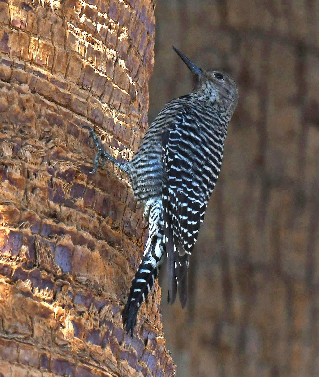 Williamson's Sapsucker - ML644001145