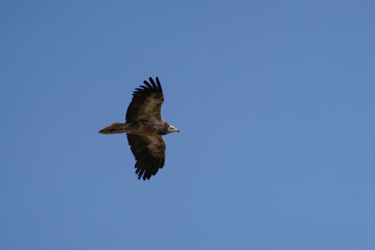 Egyptian Vulture - ML644001155