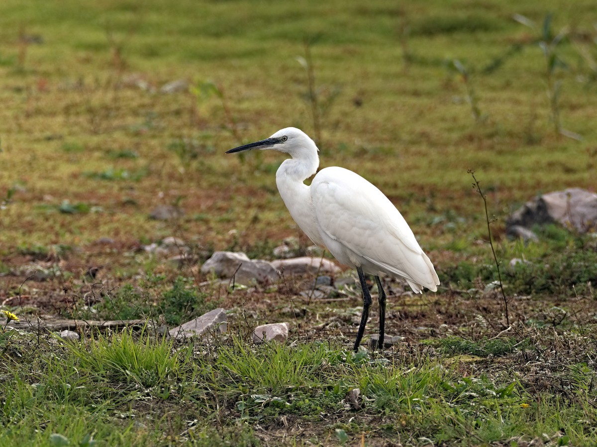 Little Egret - ML644001169