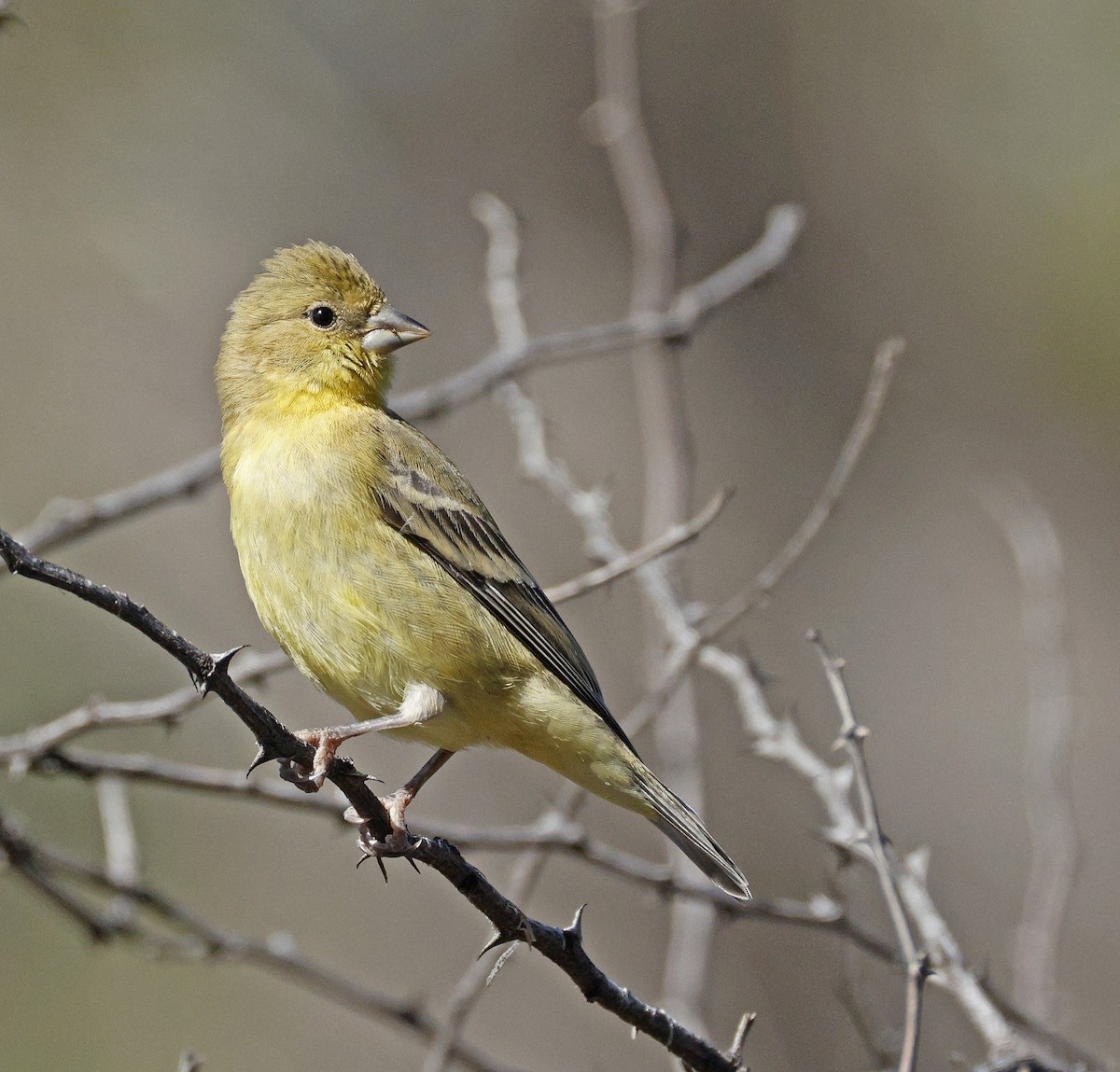Lesser Goldfinch - ML644001186