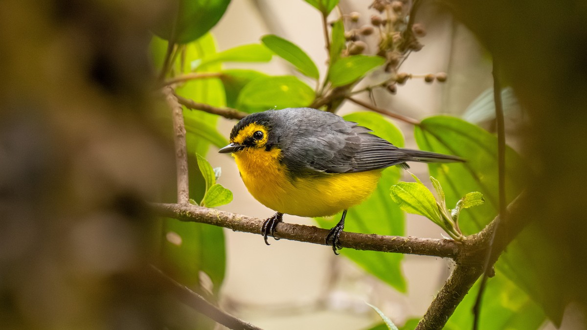 Brillenwaldsänger - ML644001189