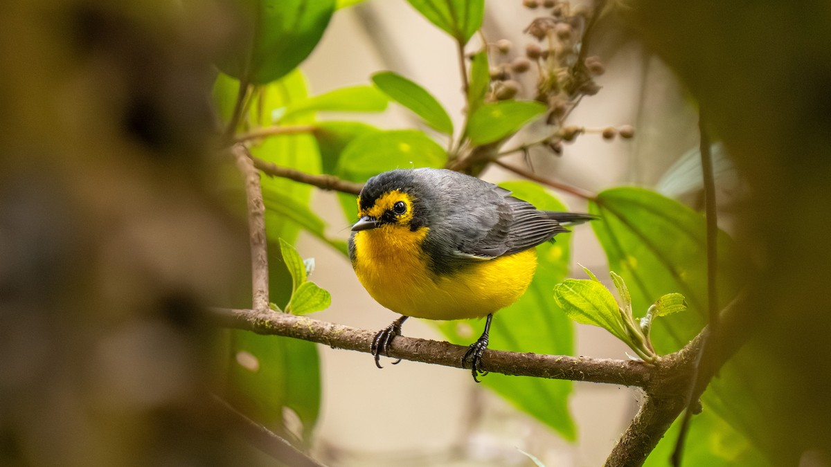 Brillenwaldsänger - ML644001191