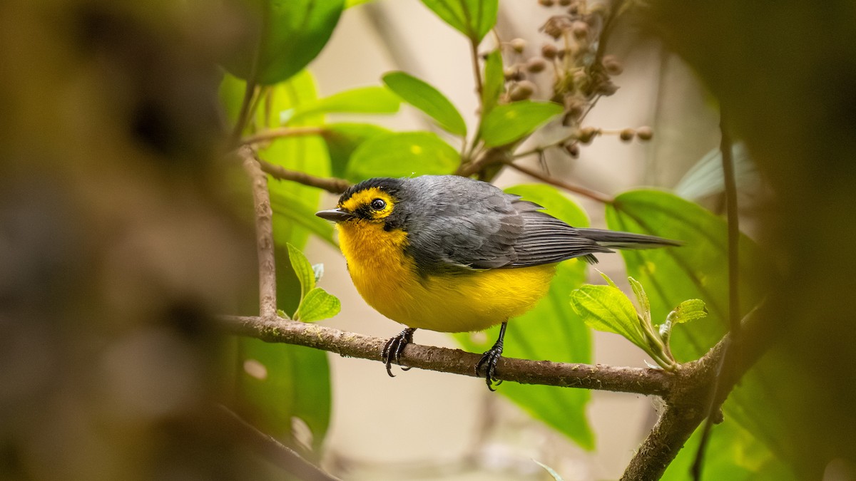 Brillenwaldsänger - ML644001192