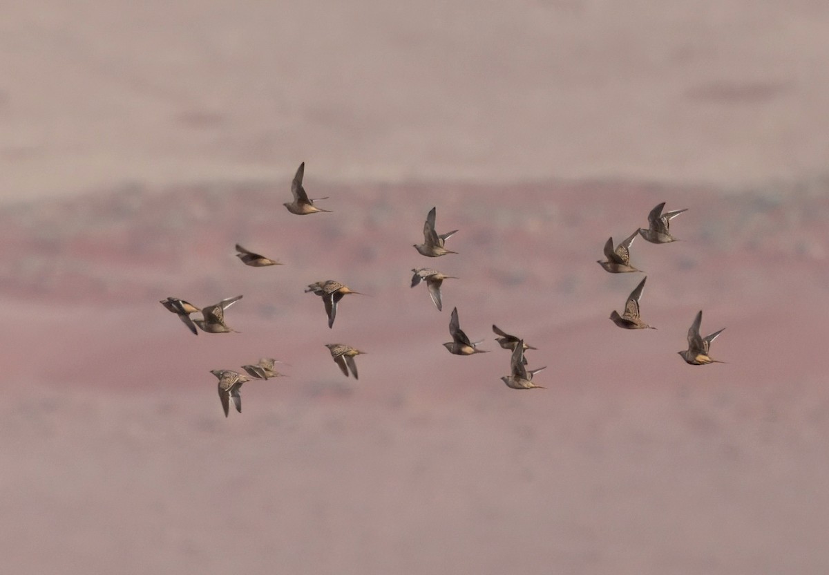 Namaqua Sandgrouse - ML644001213