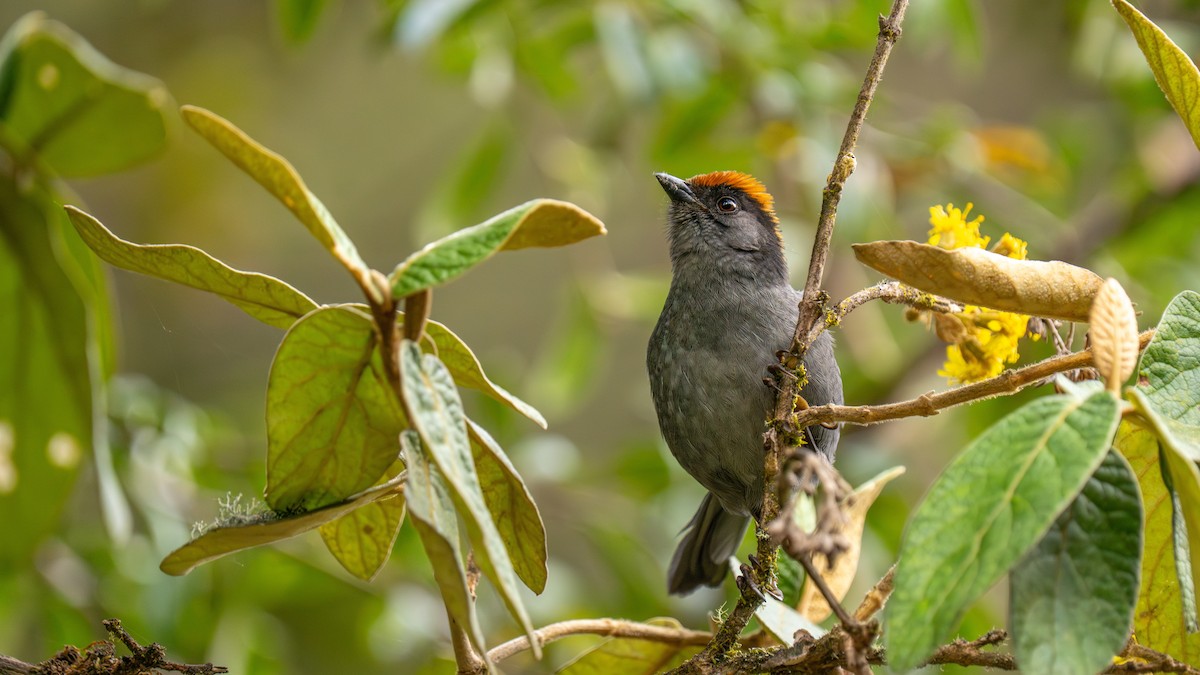 Cuzco Brushfinch - ML644001216