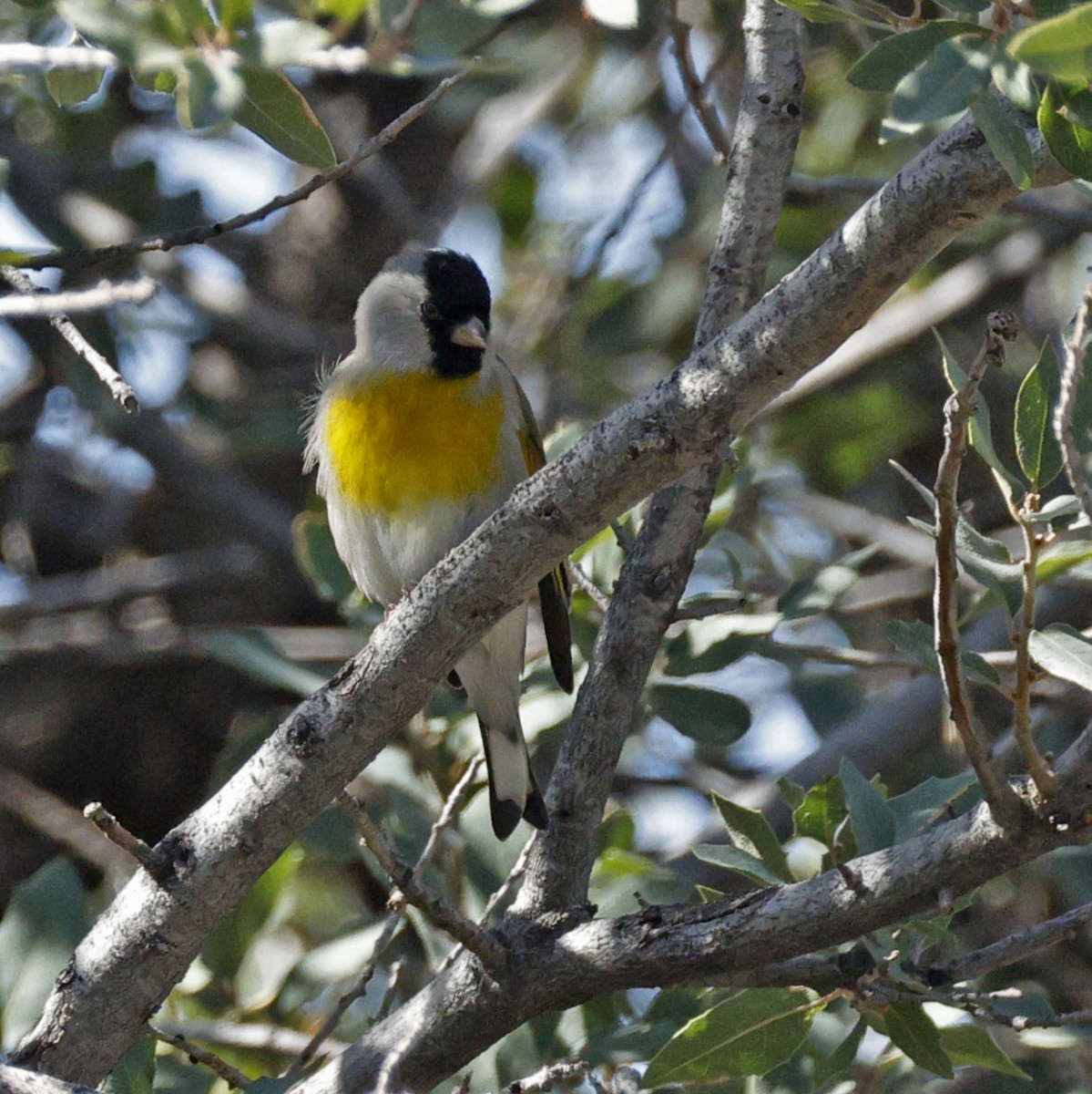 Lawrence's Goldfinch - ML644001229