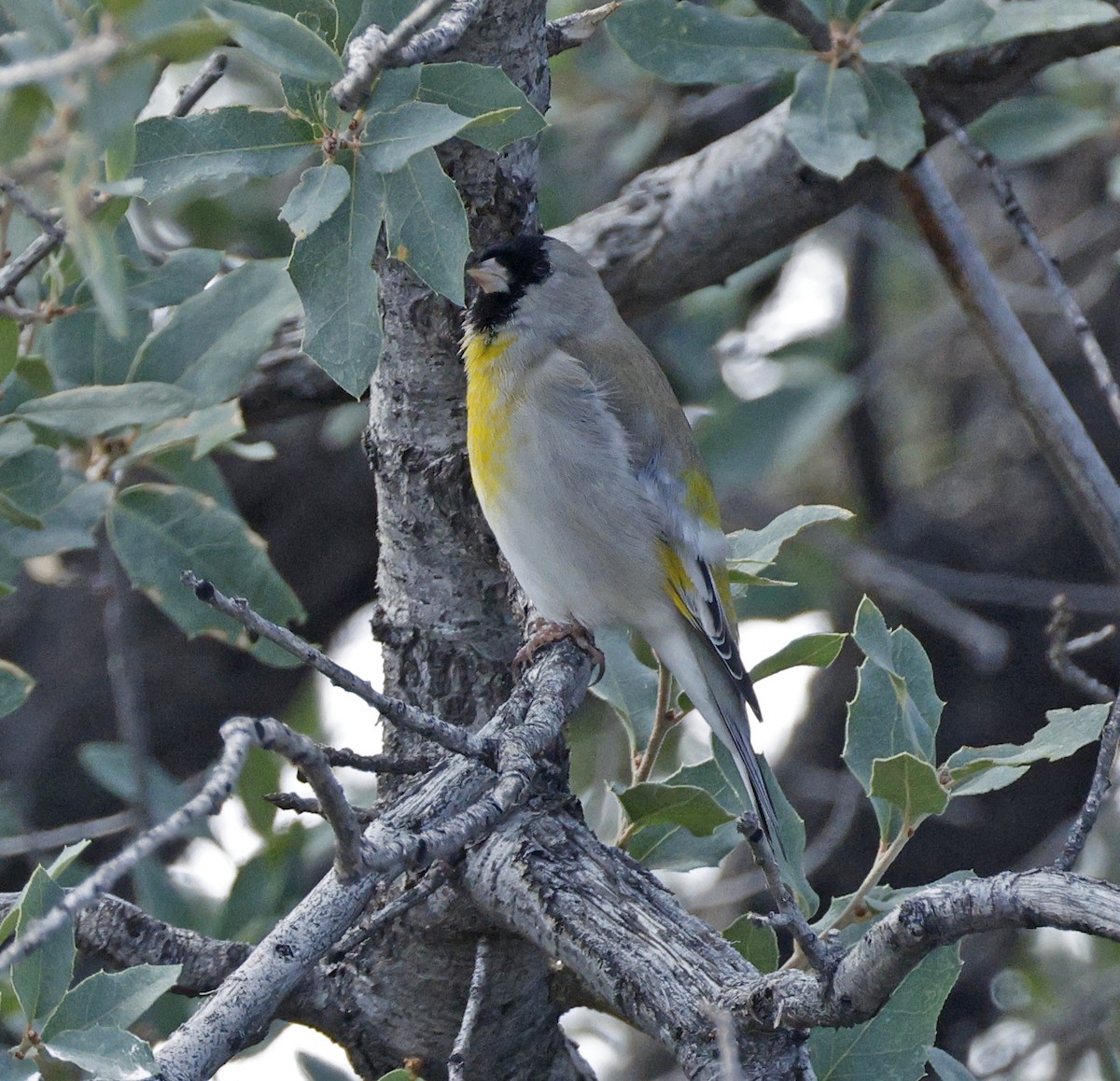 Lawrence's Goldfinch - ML644001230