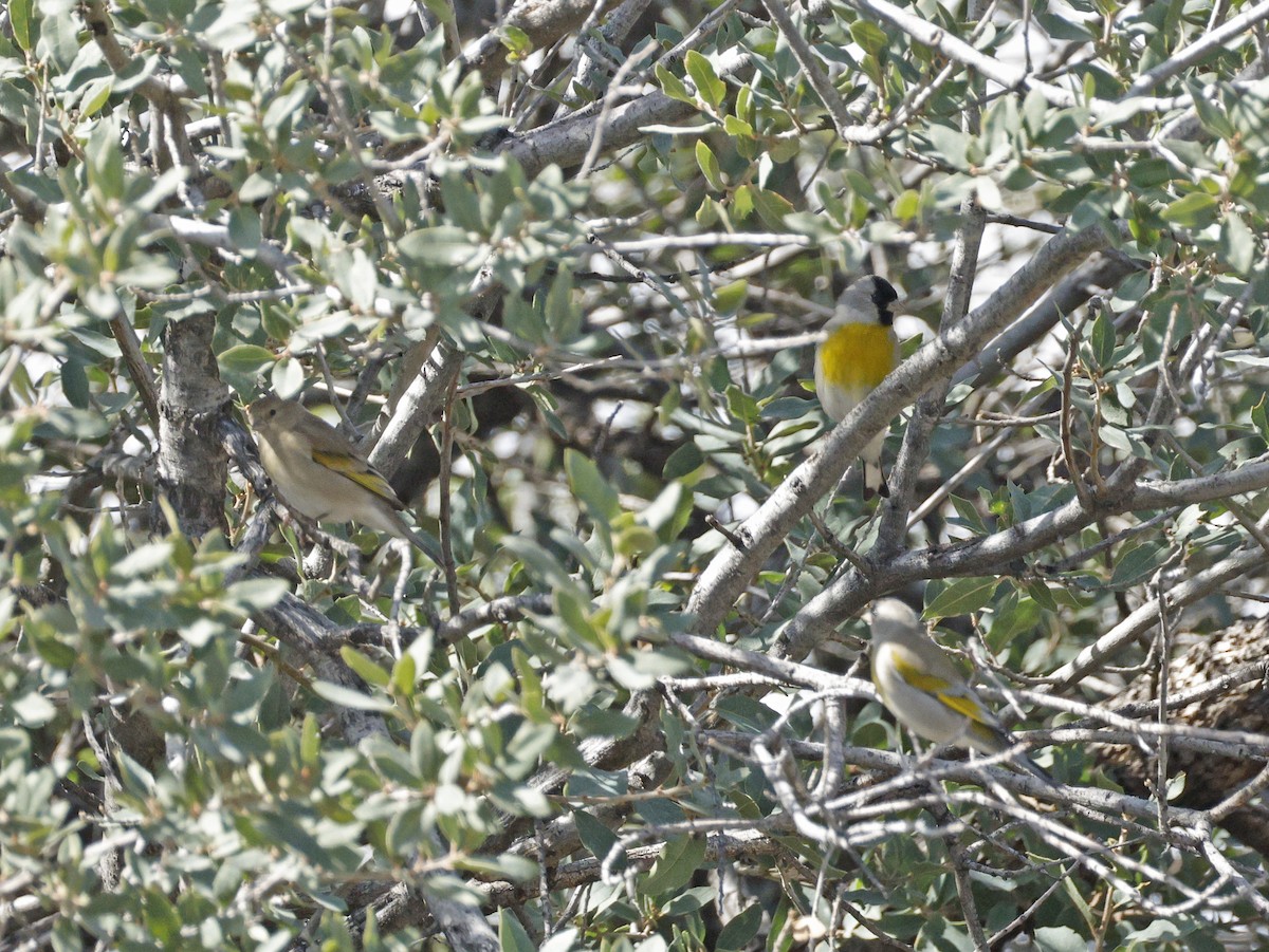 Lawrence's Goldfinch - ML644001231