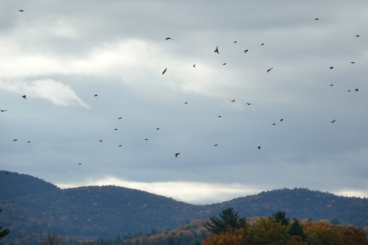 American Pipit - ML644001240