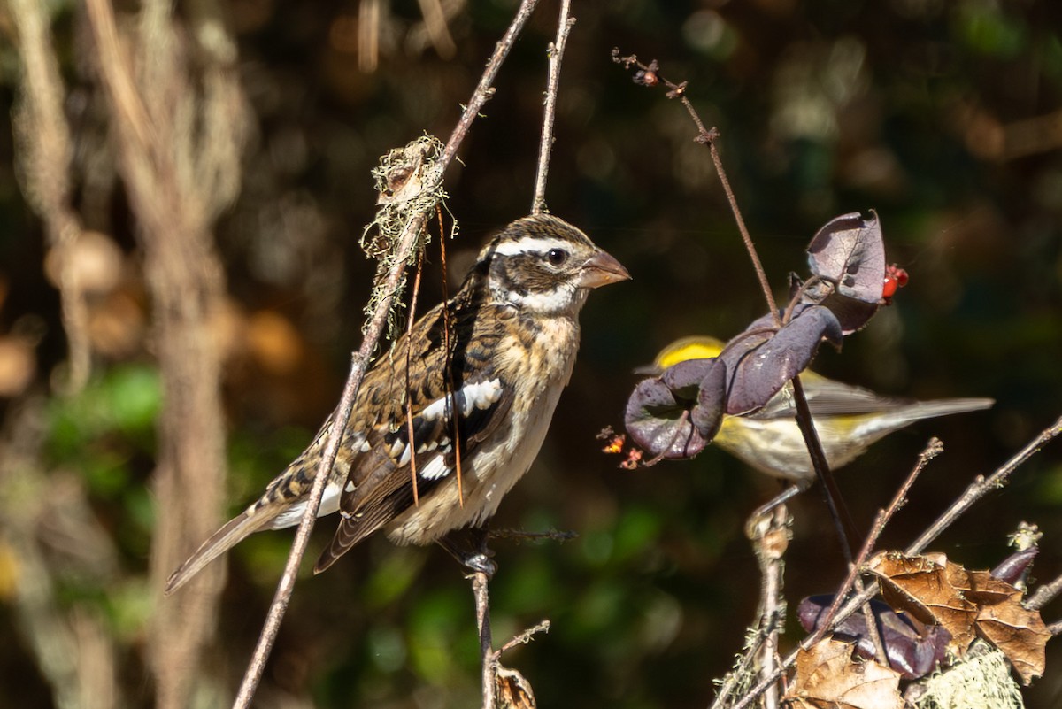 Rose-breasted Grosbeak - ML644001242