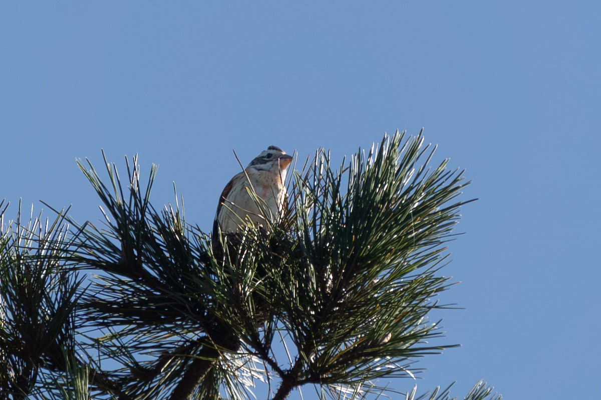 Rose-breasted Grosbeak - ML644001243
