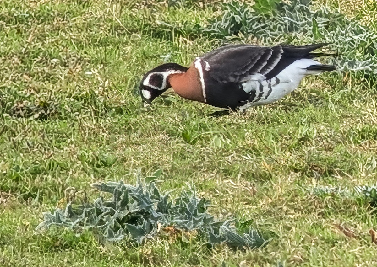 rødhalsgås - ML644001250