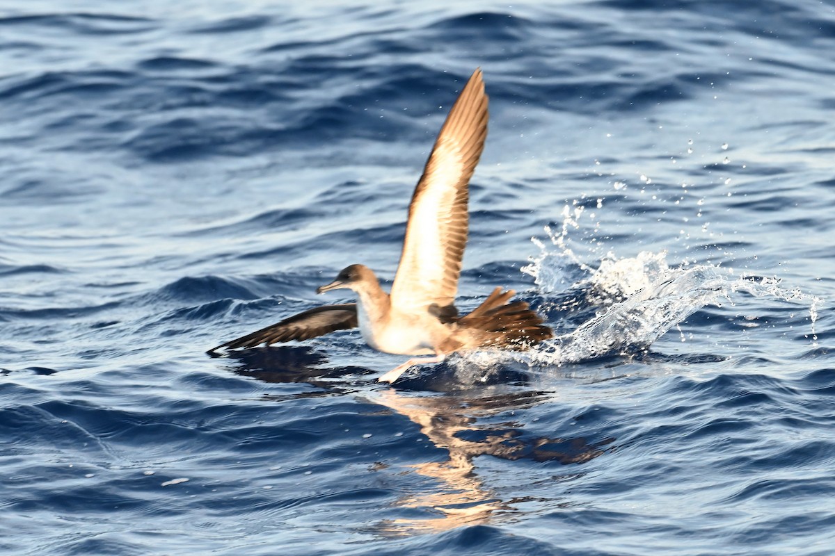 Wedge-tailed Shearwater - ML644001283