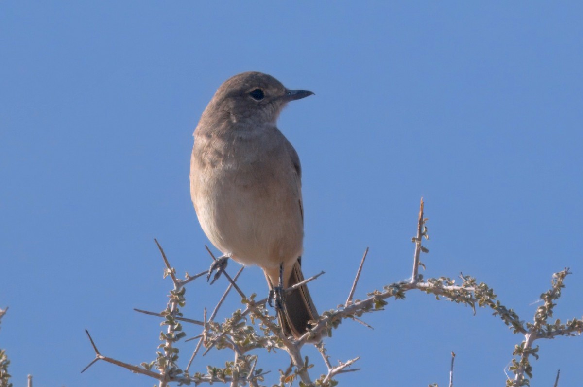 Chat Flycatcher - ML644001288