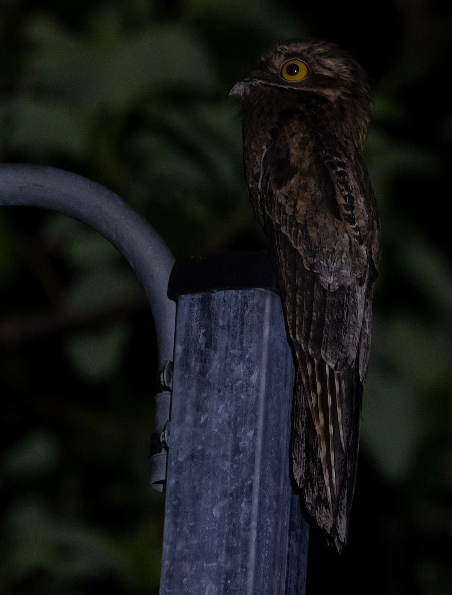 Common Potoo - ML644001307
