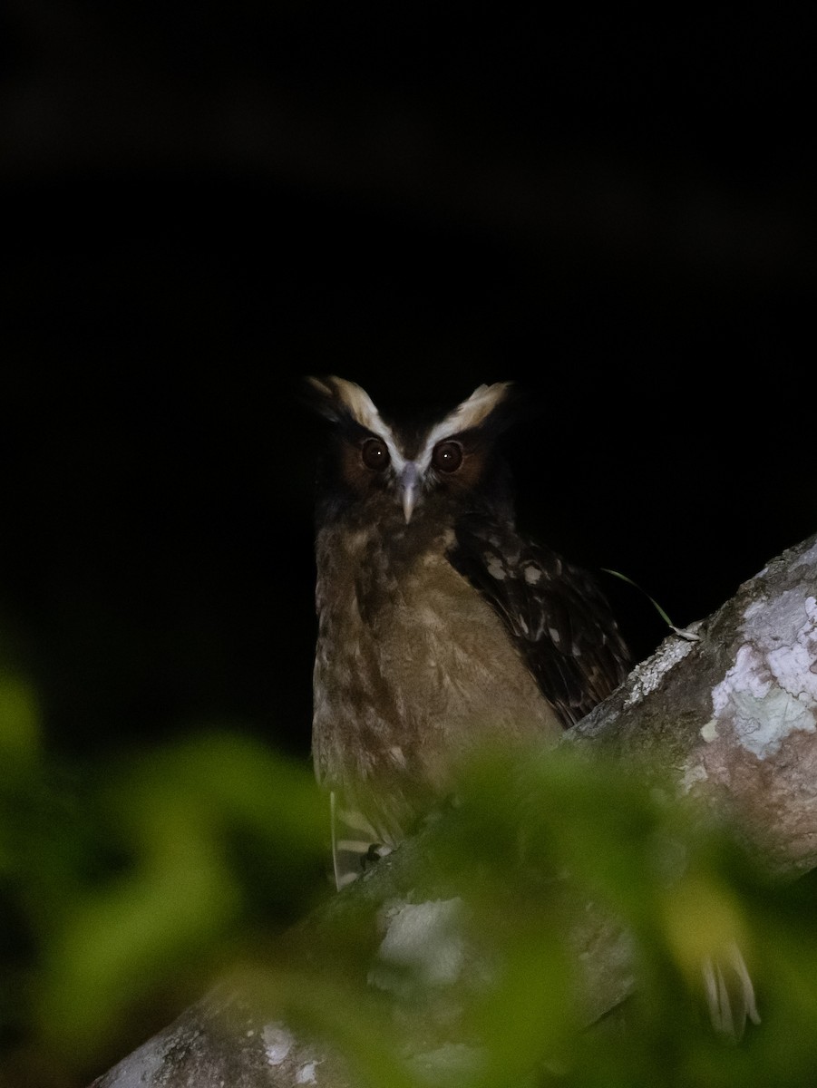 Crested Owl - ML644001330