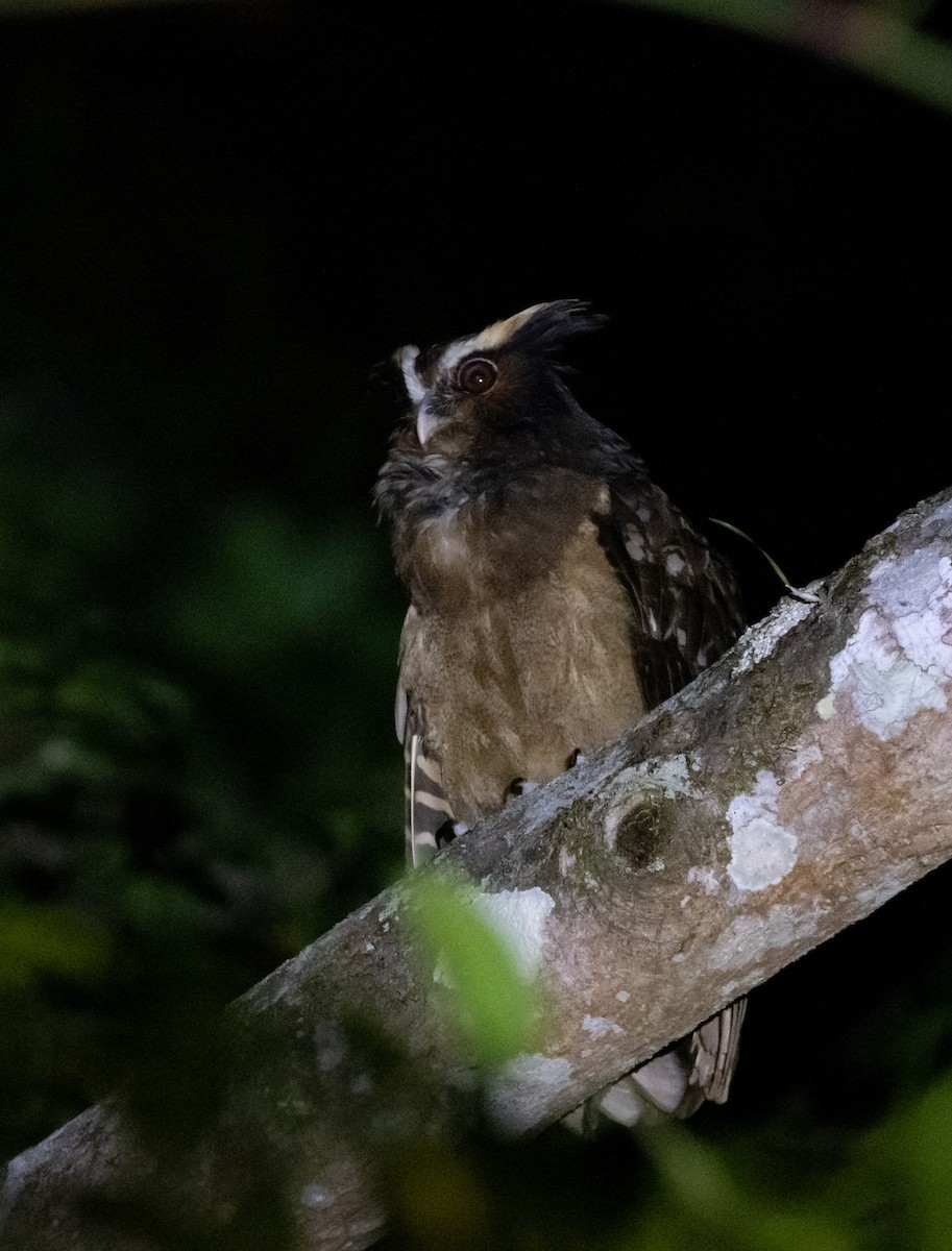 Crested Owl - ML644001331