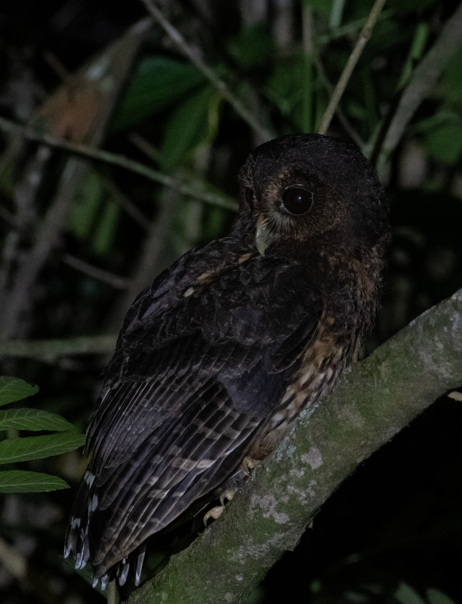 Mottled Owl - ML644001340