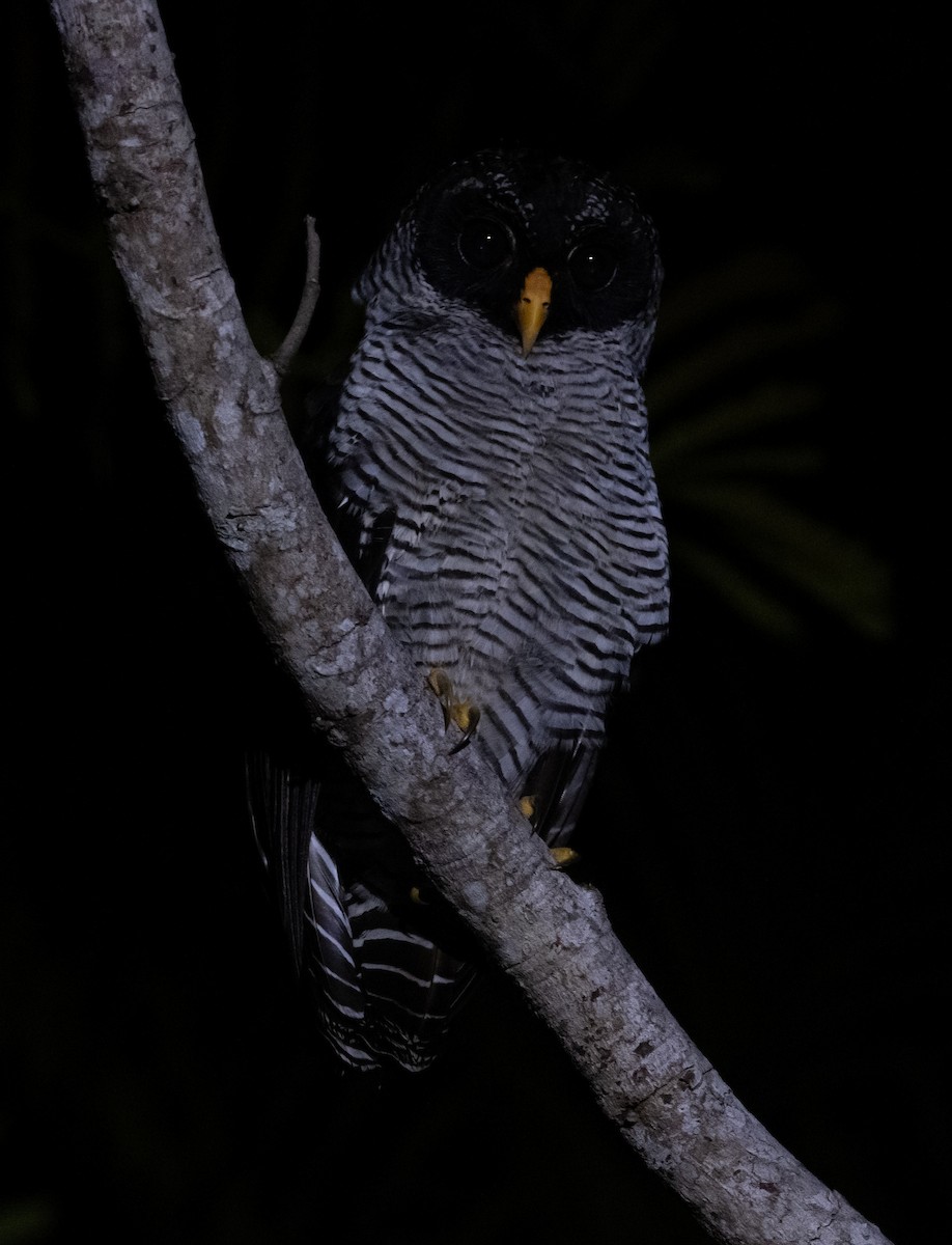 Black-and-white Owl - ML644001349