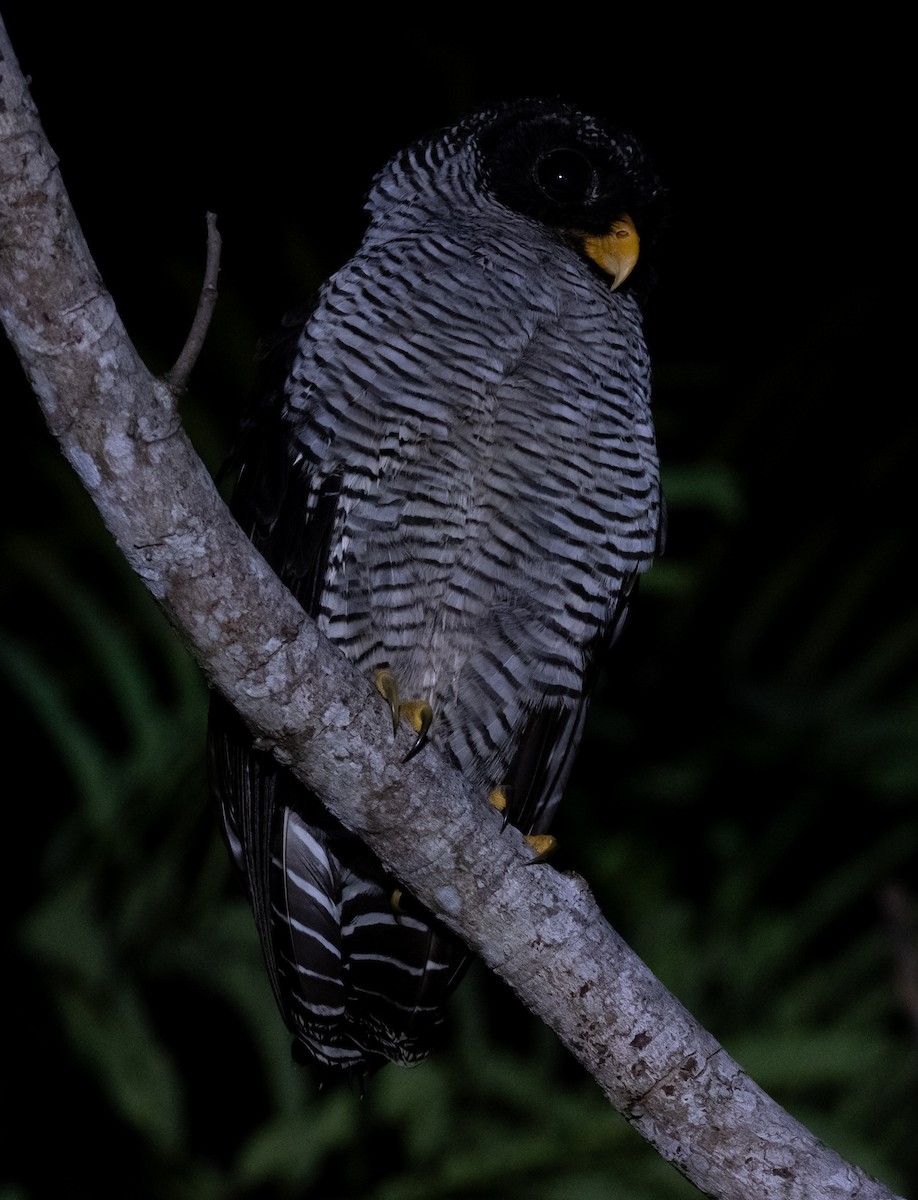 Black-and-white Owl - ML644001350