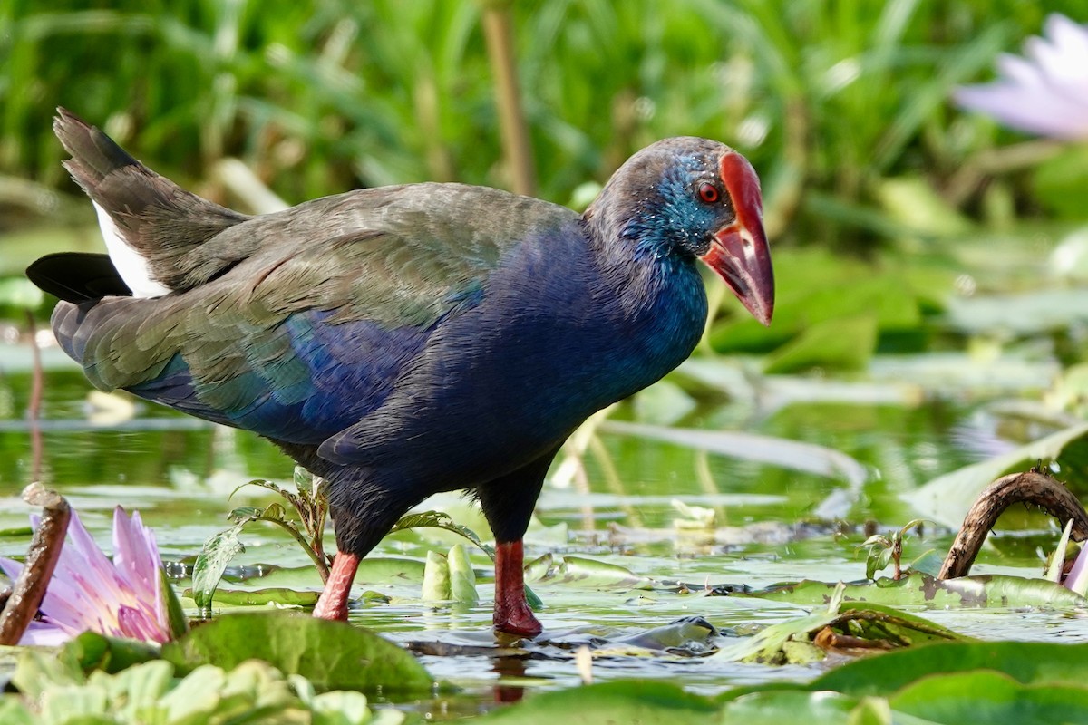 grønnryggsultanhøne - ML644001355