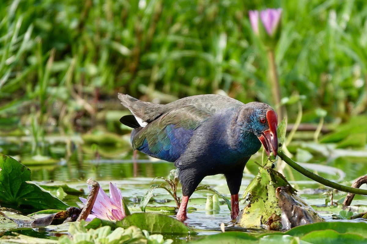 grønnryggsultanhøne - ML644001356