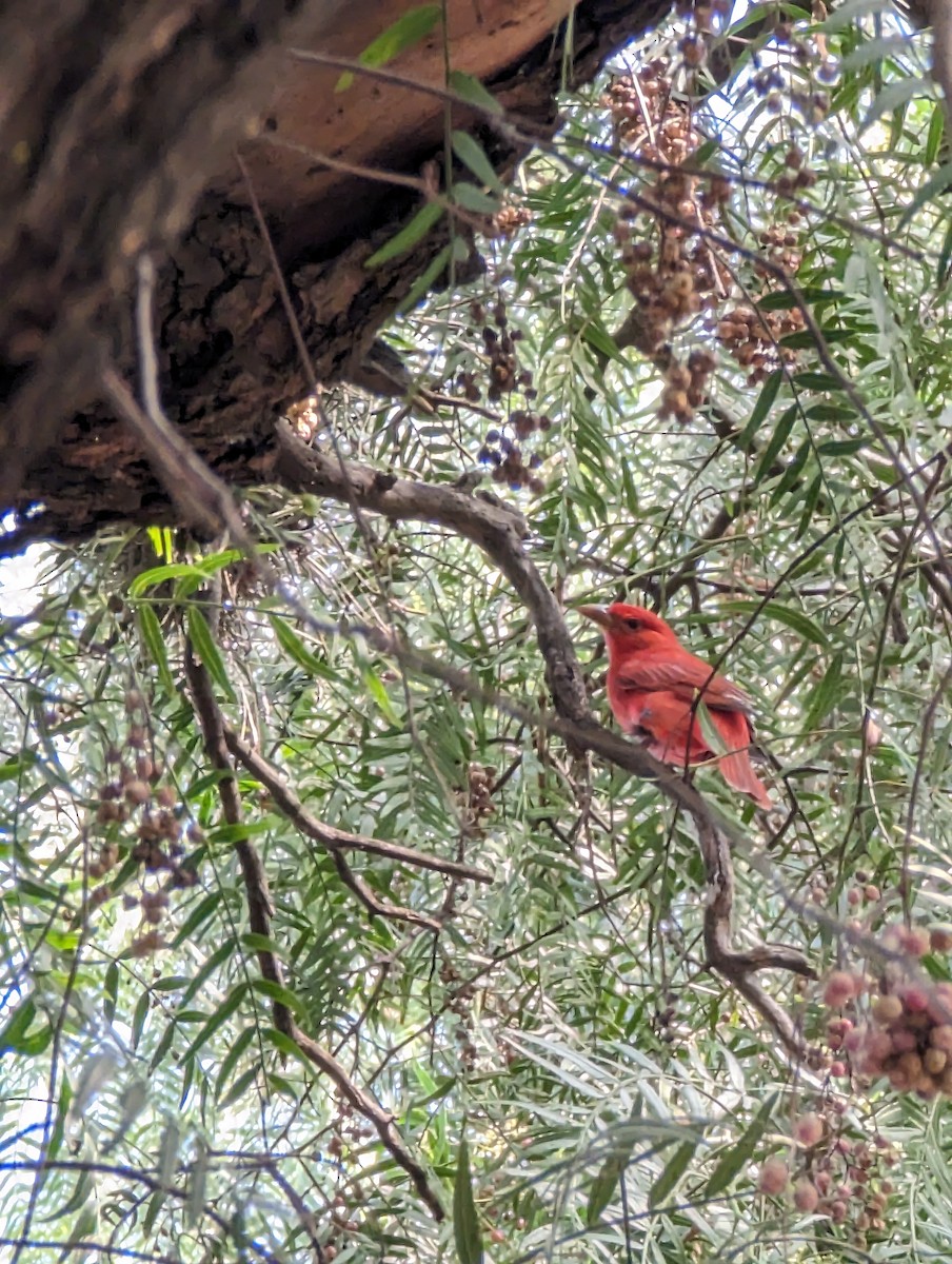 Summer Tanager - ML644001357