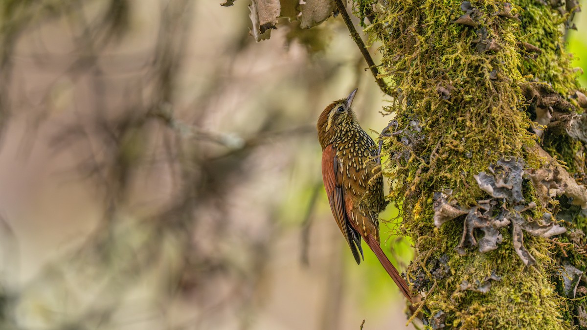 Pearled Treerunner - ML644001359