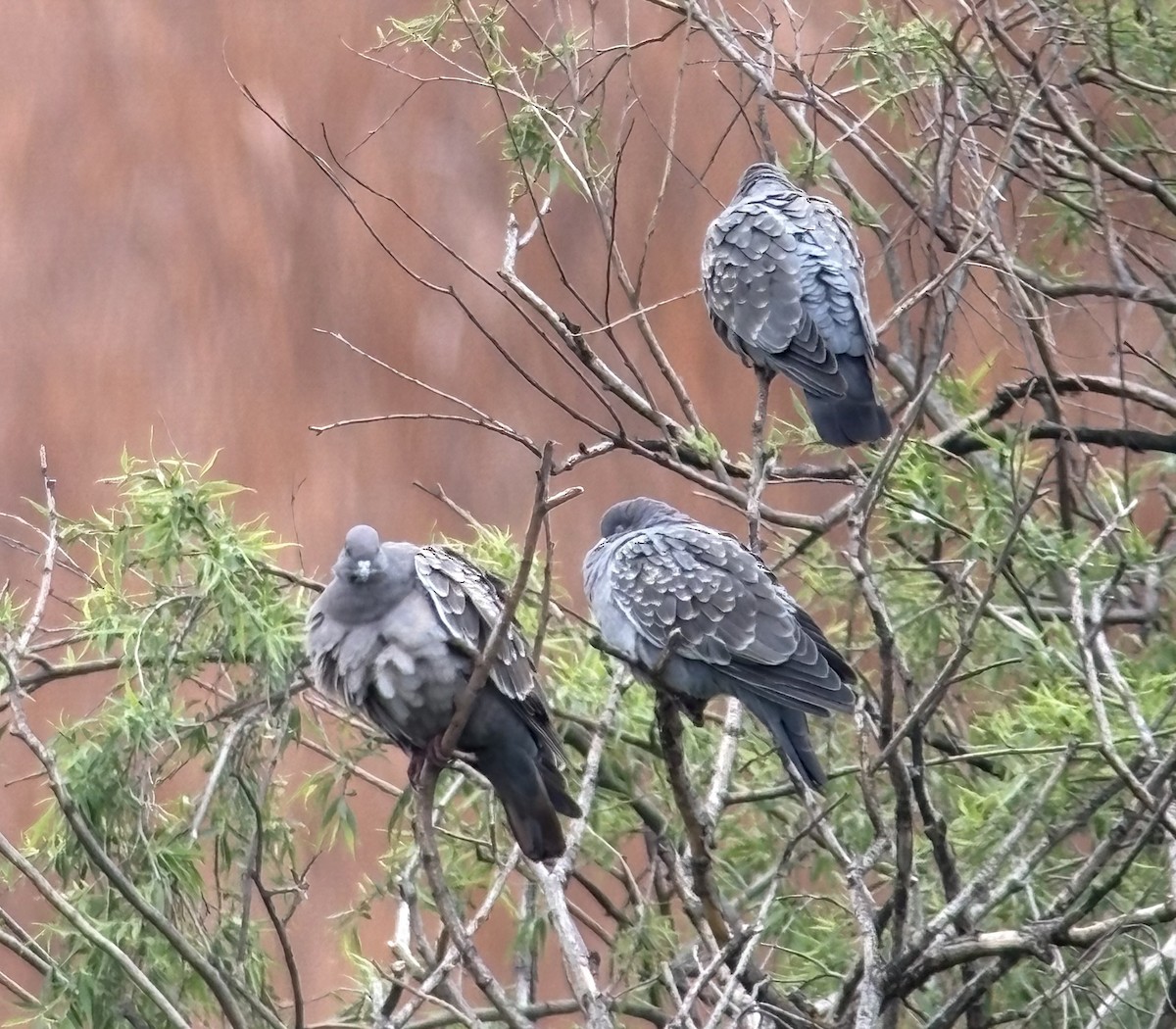 Spot-winged Pigeon (albipennis) - ML644001376