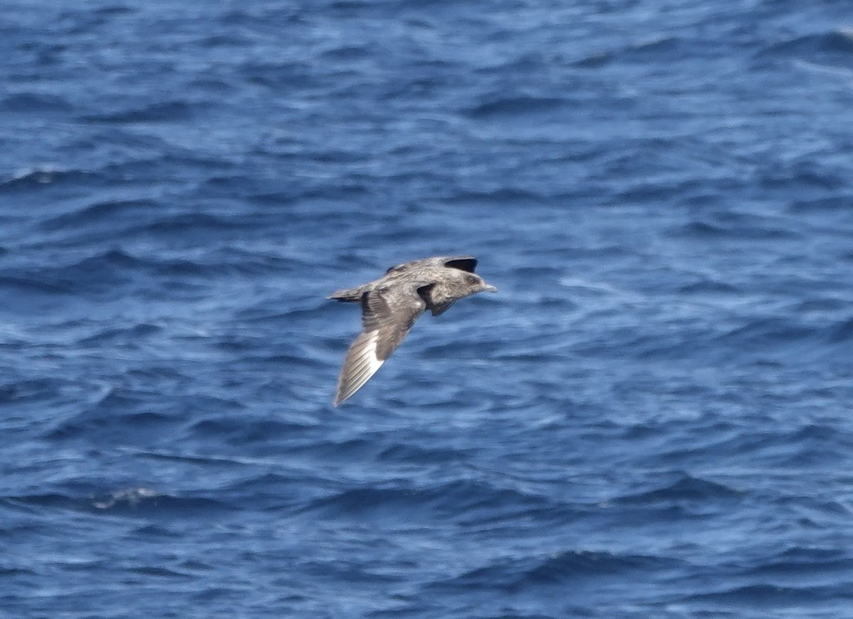 Great Skua - ML644001402