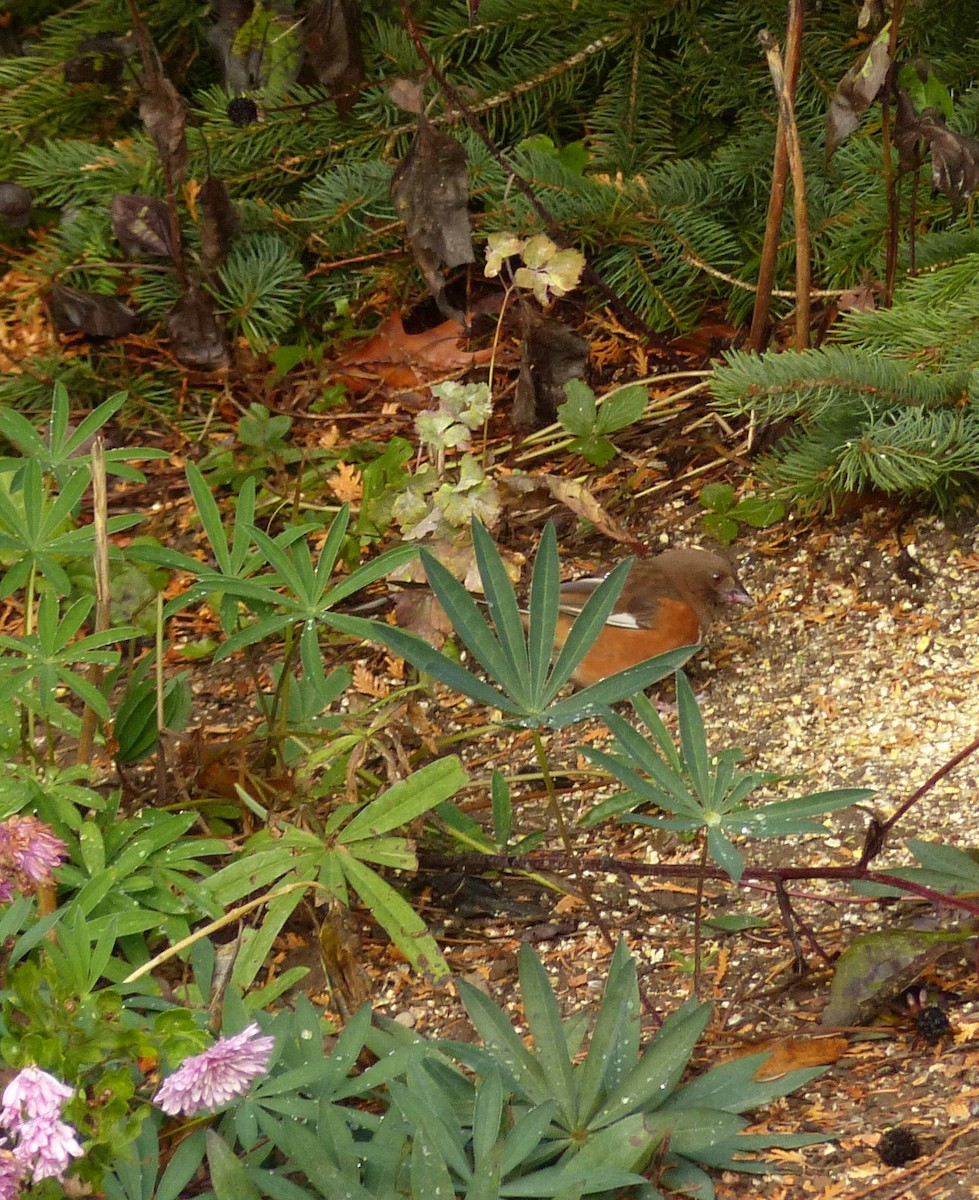 Eastern Towhee - ML644001403