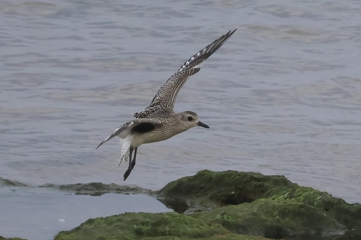 Black-bellied Plover - ML644001404