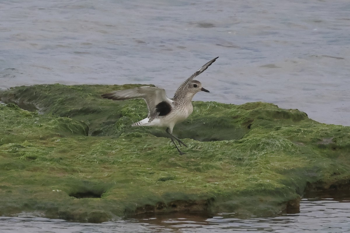Black-bellied Plover - ML644001405
