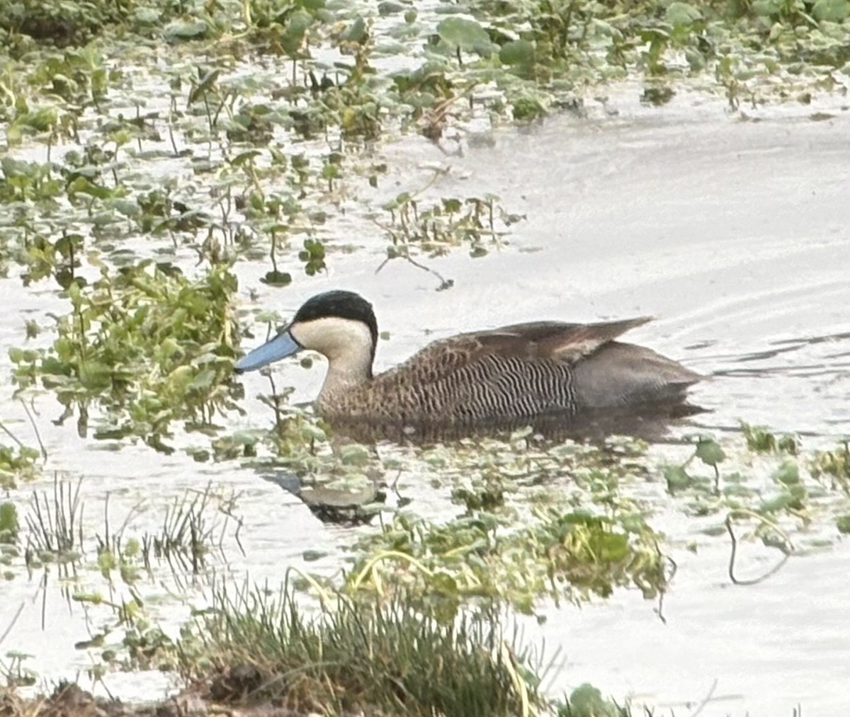 Puna Teal - ML644001406