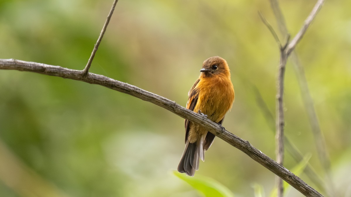 Cinnamon Flycatcher - ML644001409