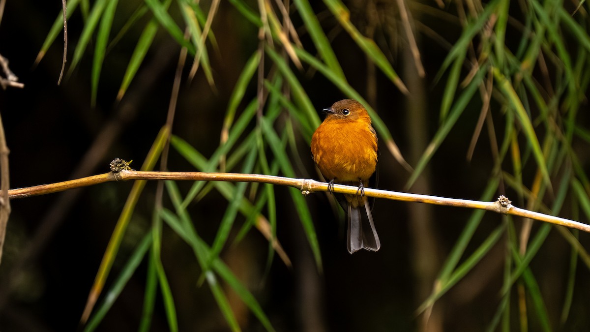Cinnamon Flycatcher - ML644001410