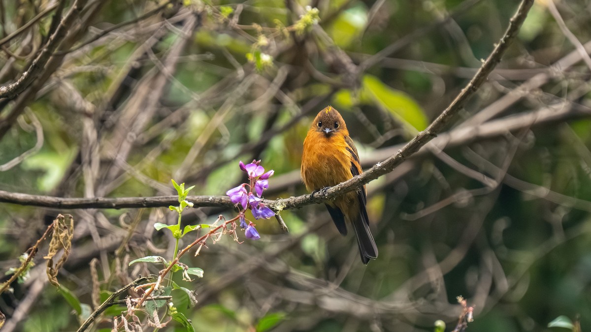 Cinnamon Flycatcher - ML644001411