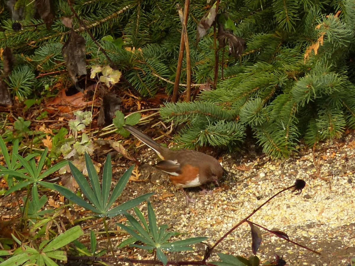 Eastern Towhee - ML644001414