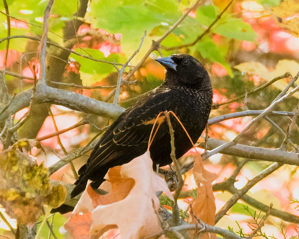 Red-winged Blackbird - ML644001415
