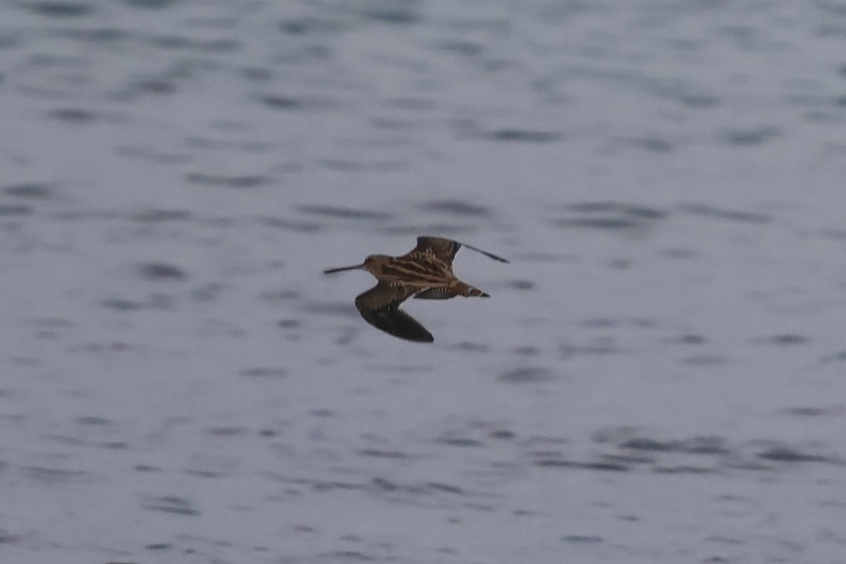 Common Snipe - ML644001418