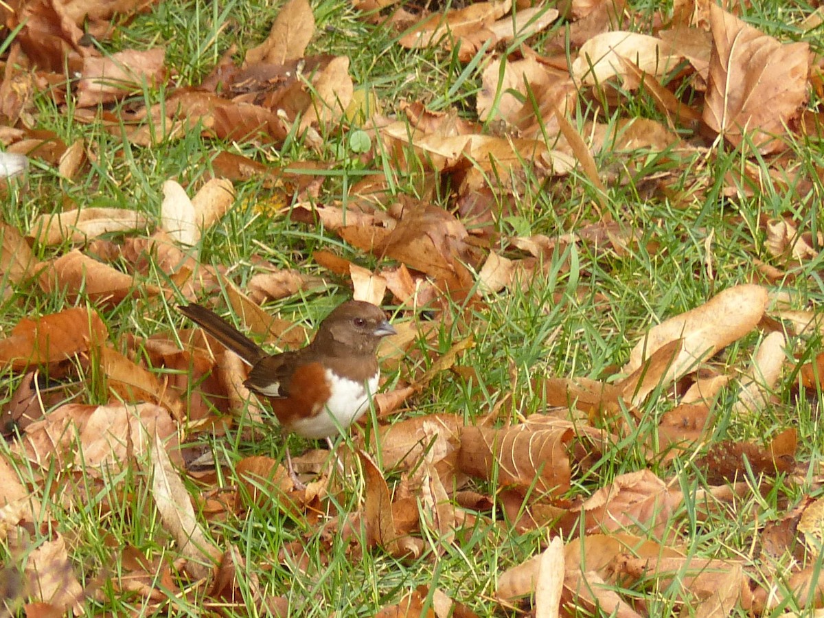 Eastern Towhee - ML644001424