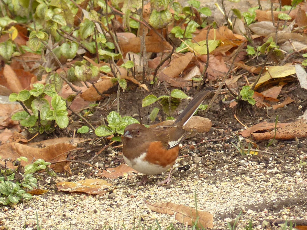 Eastern Towhee - ML644001438