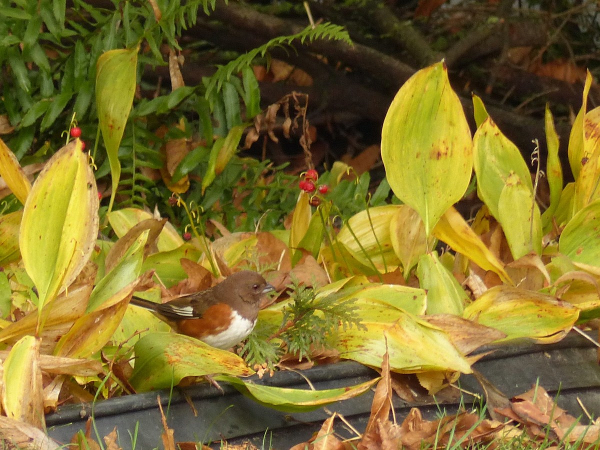 Eastern Towhee - ML644001446