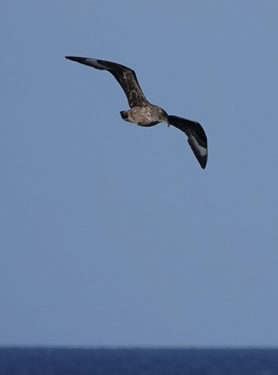 Great Skua - ML644001447