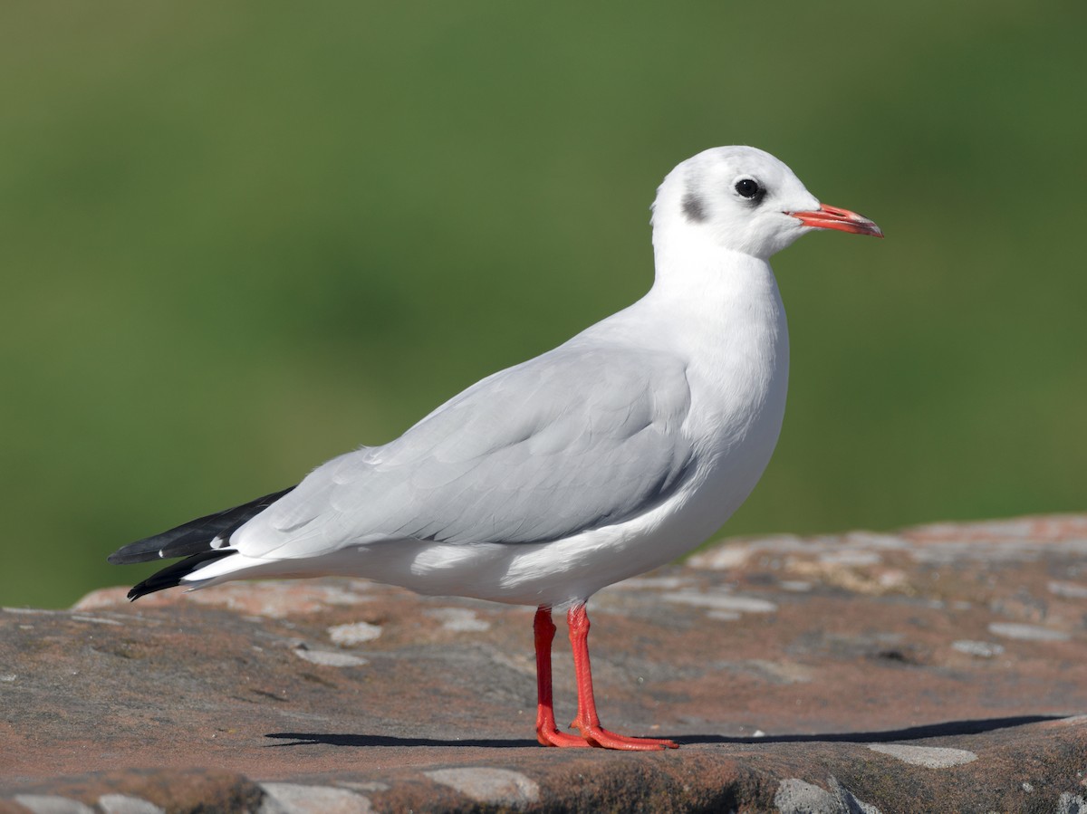 Black-headed Gull - ML644001456